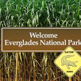Dominique Evéquoz nous embarque au parc national des Everglades